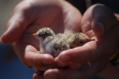 Least Tern Chicks in Hand